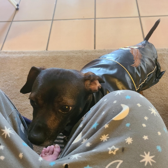 Motor Eagle Cycles faux leather jacket for dog - Picture 3 of 3